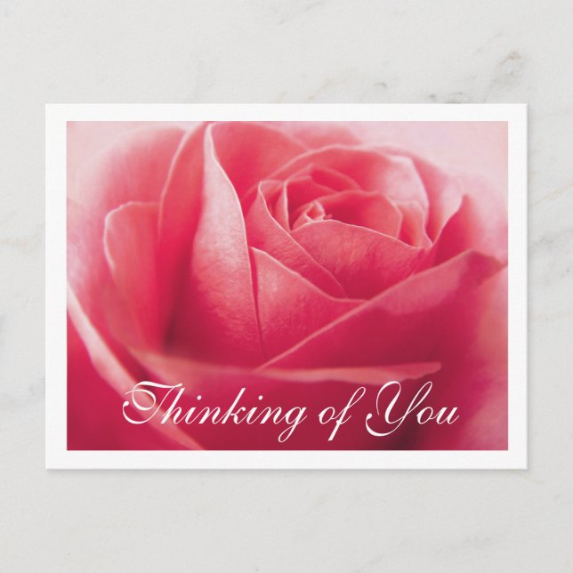 Thinking of  You Pink Rose  Greeting Postcard (Front)
