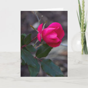 Thinking Of You Pink Rose Photo Template