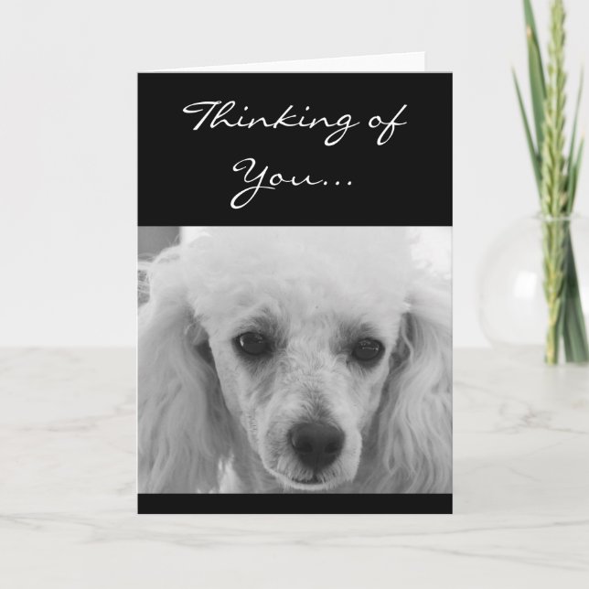Thinking of You Poodle dog greeting card (Front)