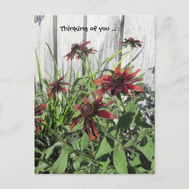 Thinking of you Postcard (Front)