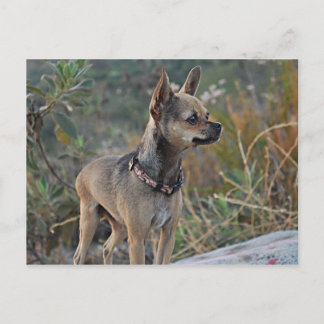 Thinking of You Postcard