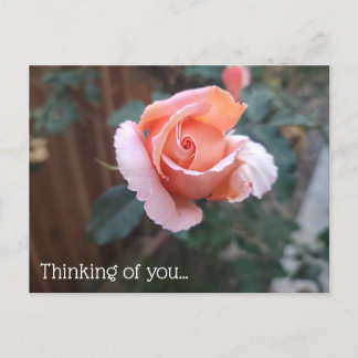 Thinking of You Postcard