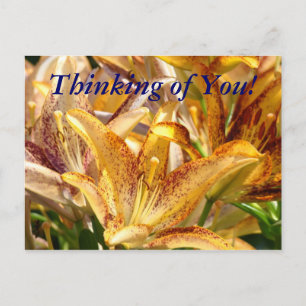Thinking of You! postcard Orange Lily Flowers