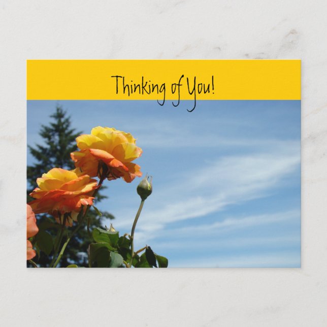 Thinking of You postcards Orange Rose Garden (Front)