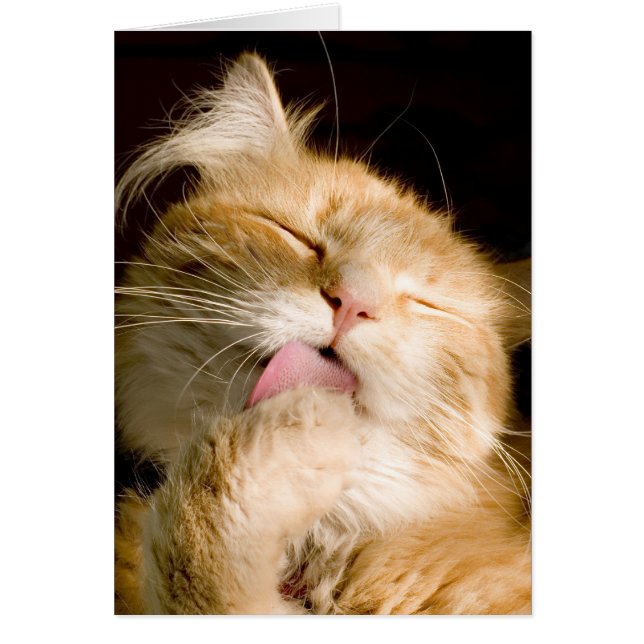 Thinking Of You Preening Maine Coon Cat Photograph (Front)