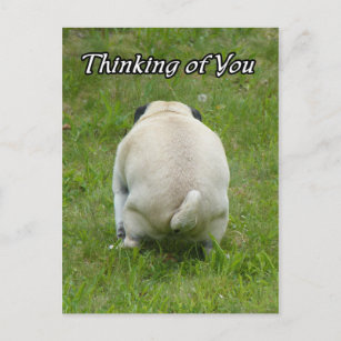 Thinking of You Pug Going the Bathroom Postcard