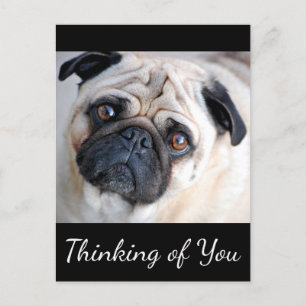 Thinking of You Pug Puppy Dog Black Postcard