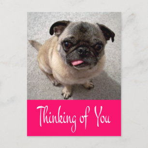 Thinking of You Pug Puppy Dog Greeting Post Card