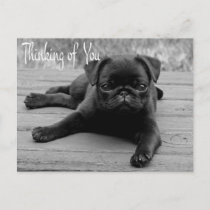 Thinking of You Pug Puppy Dog Greeting Post Card
