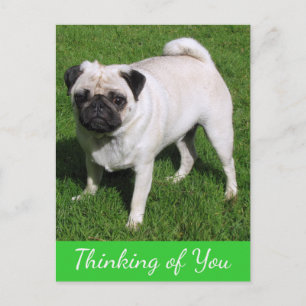 Thinking of You Pug Puppy Dog Greeting Postcard