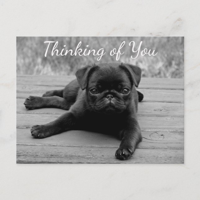 Thinking of You Pug Puppy Dog Postcard (Front)