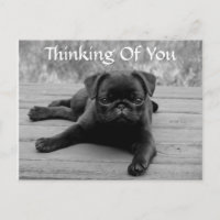 Thinking of You Pug Puppy Dog Postcard (Verse)