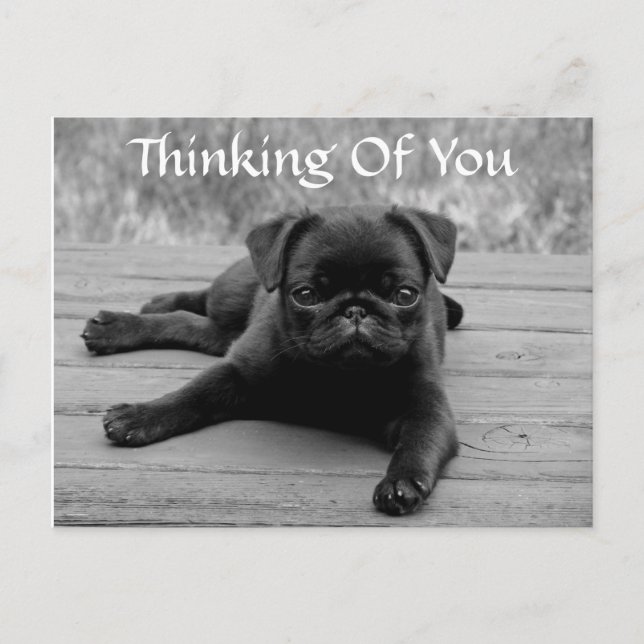 Thinking of You Pug Puppy Dog Postcard (Verse) (Front)