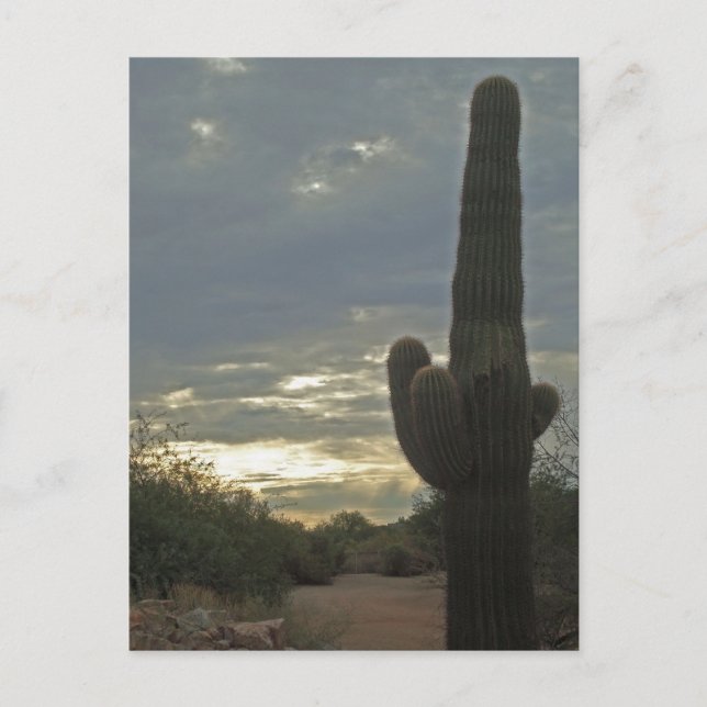 Thinking of You Saguaro Cactus Photo Peace Postcard (Front)