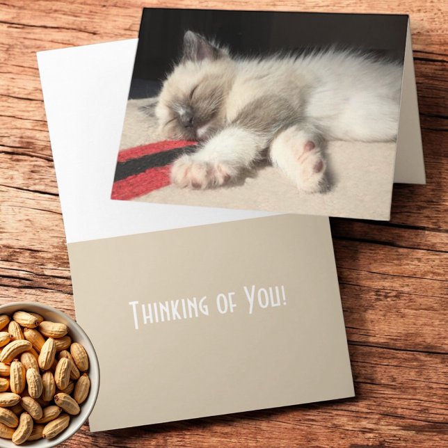 Thinking of You Sleeping Siamese Kitten Photograph Card (Folding greeting card cover and inside template text )