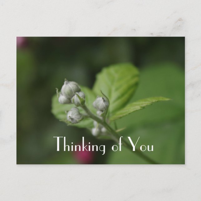 Thinking of you, summer wild raspberry flower postcard (Front)