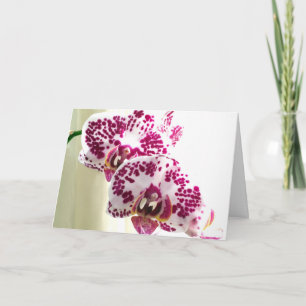Thinking of You Variegated Purple Orchid Photo Card
