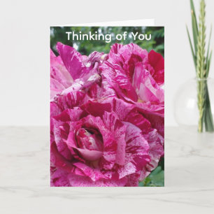 Thinking of You Varigated Roses Card