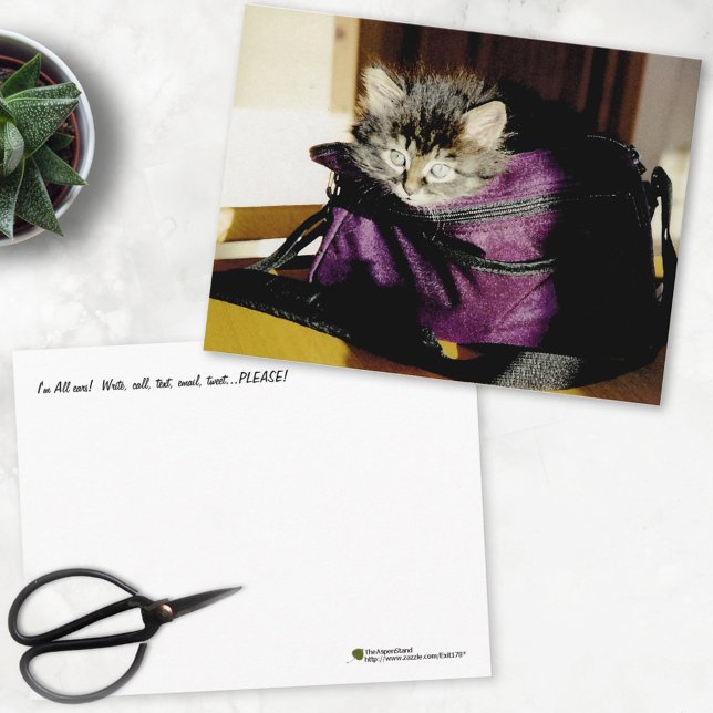 Thinking Of You Wide Awake Kitten In Purple Purse Postcard (Creator Uploaded)