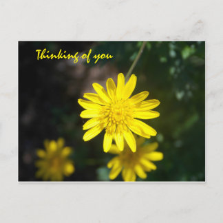 Thinking of you - Yellow Daisy Postcard