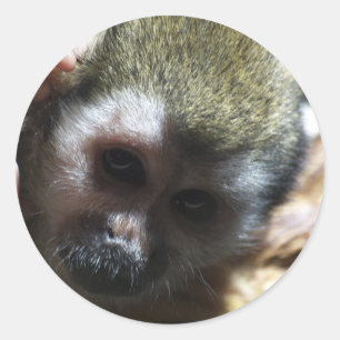 "Thinking..." Squirrel Monkey Gifts Classic Round Sticker