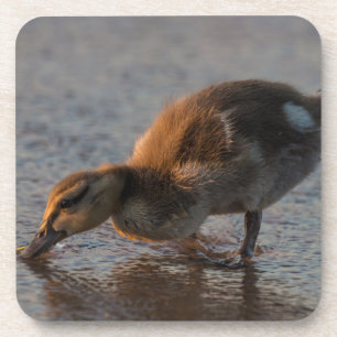 Thirsty Baby Coaster