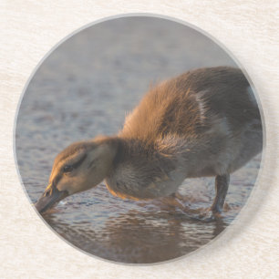 Thirsty Baby Coaster