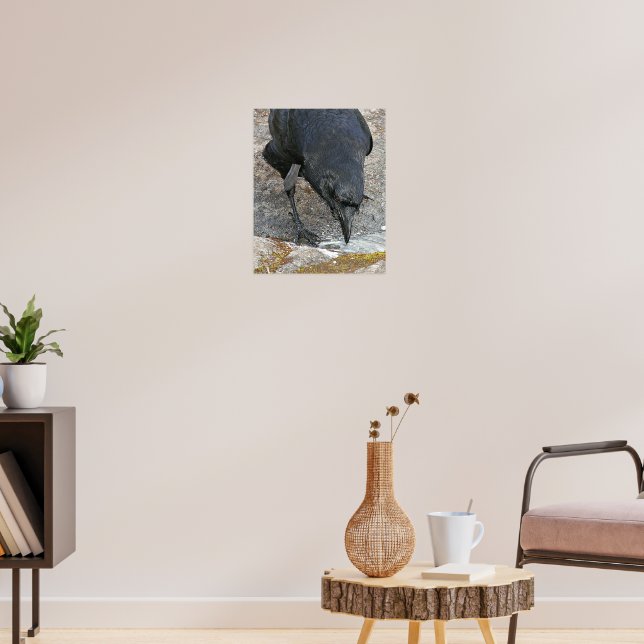 Thirsty Crow Taking a Drink Poster (Living Room 3)