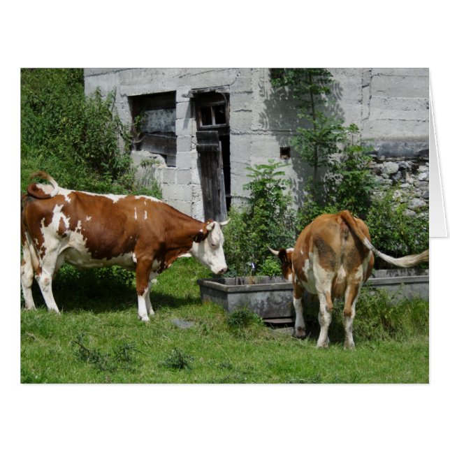 Thirsty Fleckvieh (Front Horizontal)