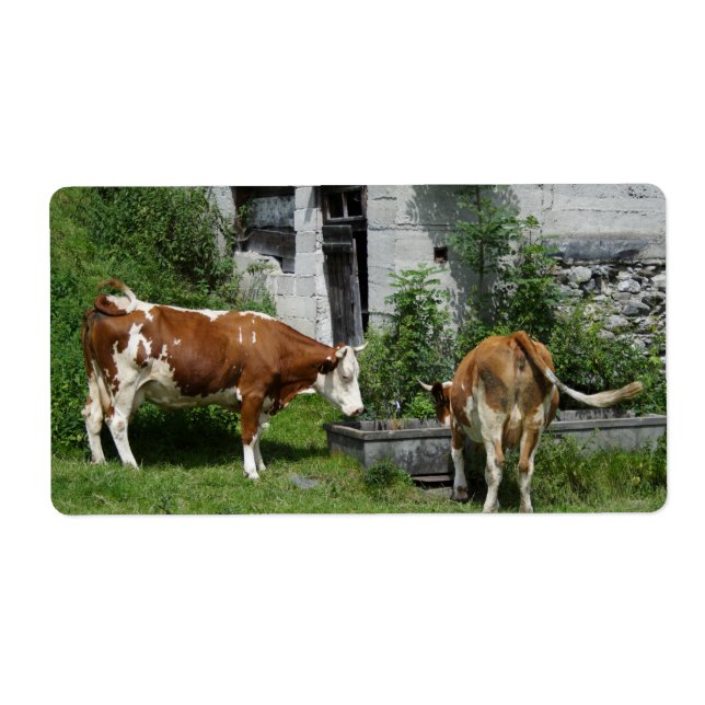 Thirsty Fleckvieh (Front)