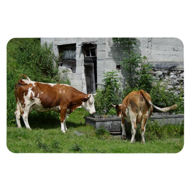 Thirsty Fleckvieh Magnet (Horizontal)