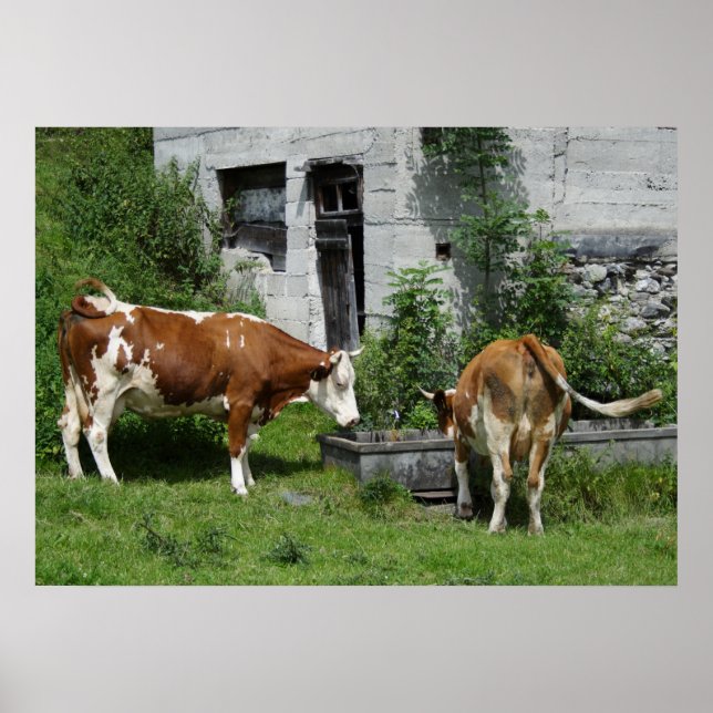 Thirsty Fleckvieh Poster (Front)