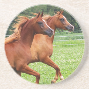 Thirsty Stone Coaster- 1  BOGO Colts Coaster