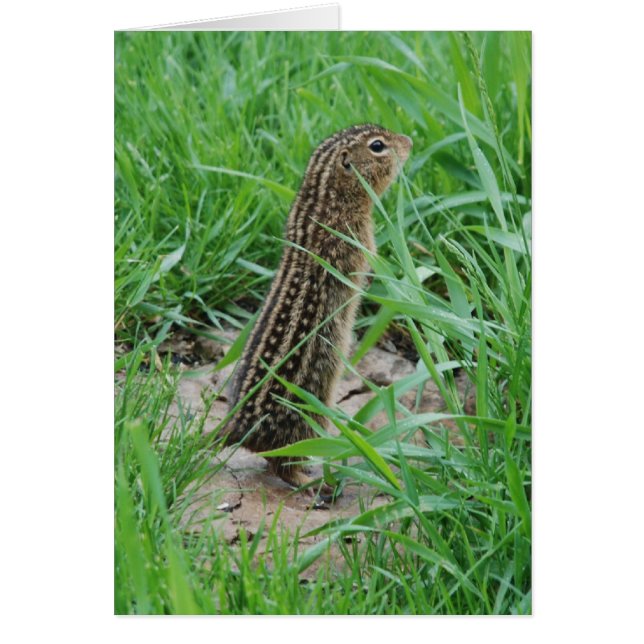 Thirteen-lined Ground Squirrel Card (Front)