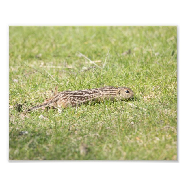 Thirteen Lined Ground Squirrel Photo Print (Front)