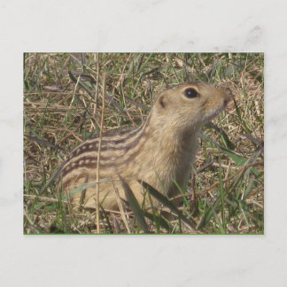 Thirteen Lined Ground Squirrel Postcard