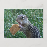 Thirteen-Lined Ground Squirrel