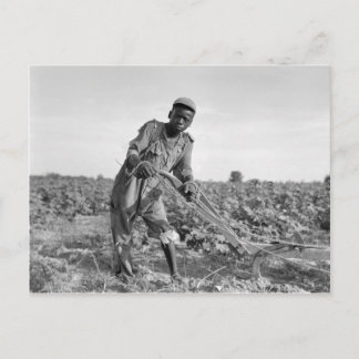 Thirteen-year old Ploughing a Field in Georgia Postcard