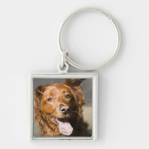 This dog is part golden retriever. key ring