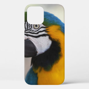THIS GORGEOUS BIRD WAS FEEDING AT KURANDA BIRD WOR iPhone 12 CASE