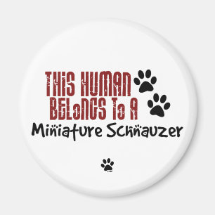 This Human Belongs to a Miniature Schnauzer Magnet