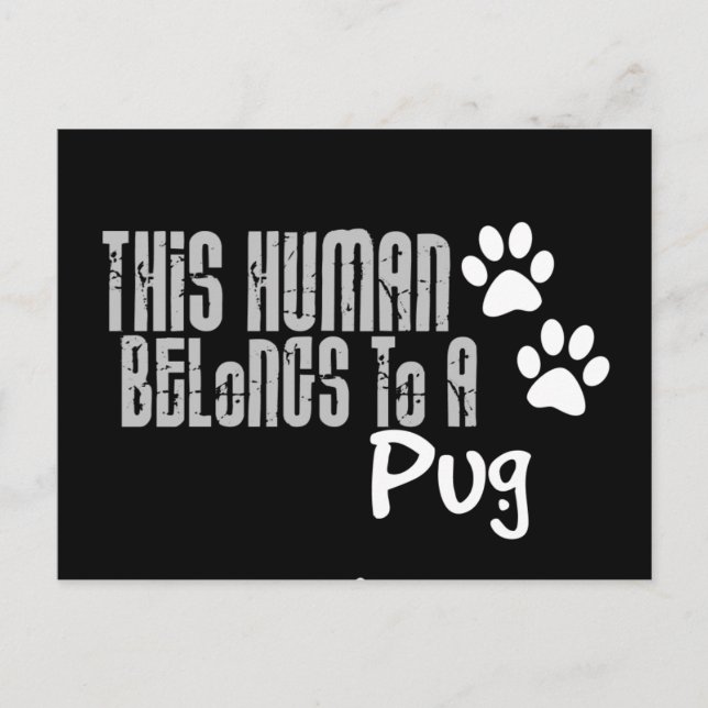 This Human Belongs to a Pug Postcard (Front)