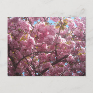 This is my cherry blossom postcard. postcard