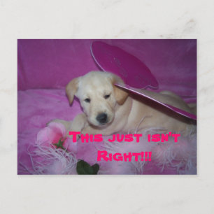 this is so humiliating, This just isn't Right!!! Postcard