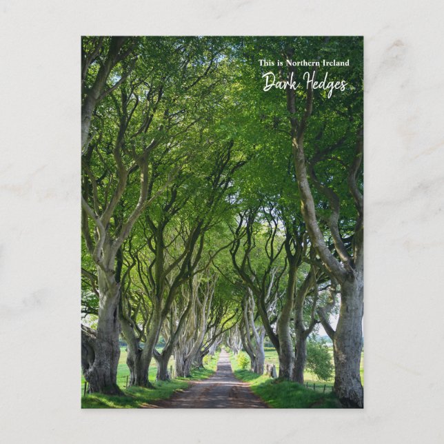 This is the Dark Hedges -Northern Ireland Postcard (Front)
