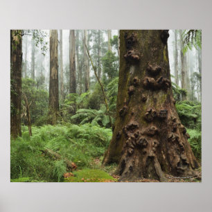 This remarkable tree grows in the Dandenong Poster