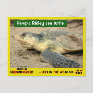 This sea turtle is in danger of vanishing -- postc postcard