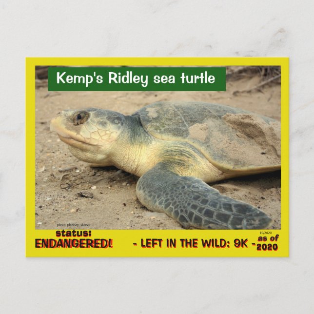 This sea turtle is in danger of vanishing -- postc postcard (Front)