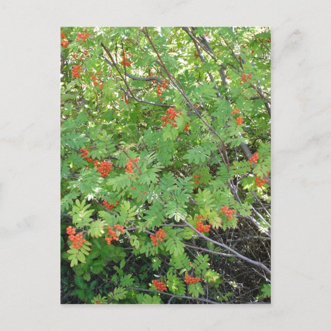 This tree is called Rowan in English (scientific n Postcard (Front)