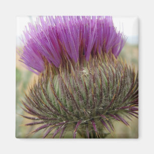 Thistle and Spider Magnet